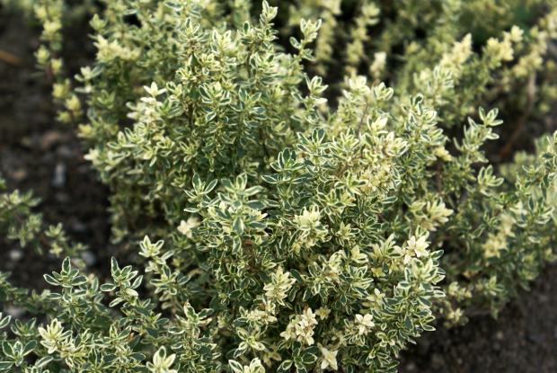 Thymus vulgaris 'Argenteus'