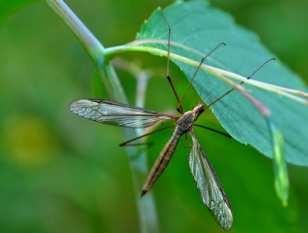 Tipulidae