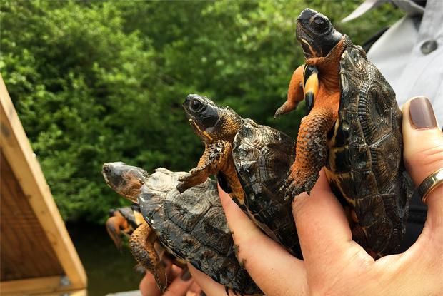 Quatre jeunes tortues des bois sur le point d'être relâchées dans la nature.