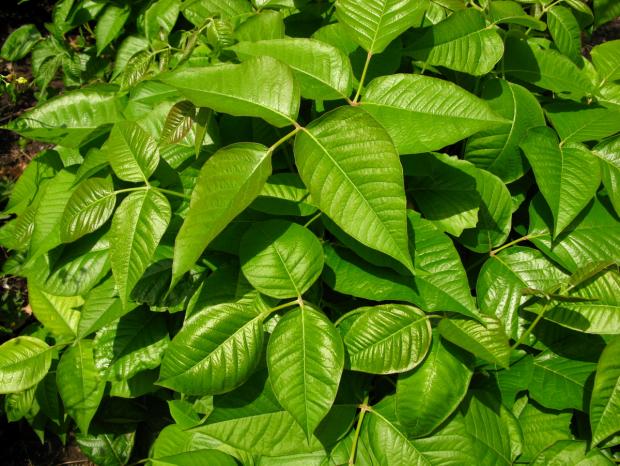 Poison ivy 