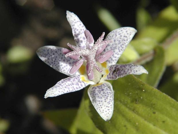 Tricyrtis