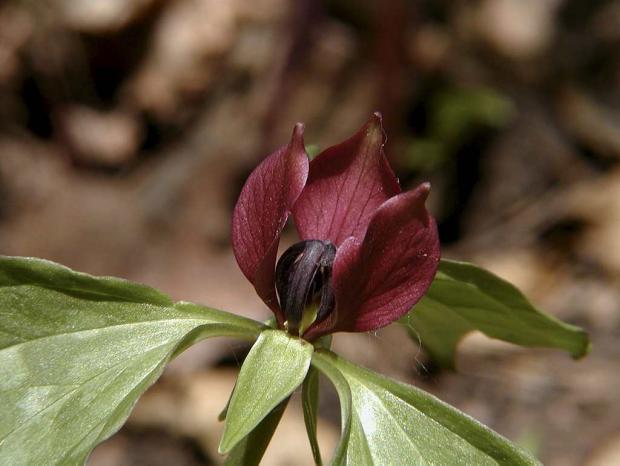 Trillium recurvatum