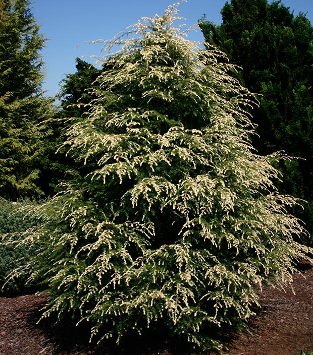 Tsuga canadensis 'Summer Snow'