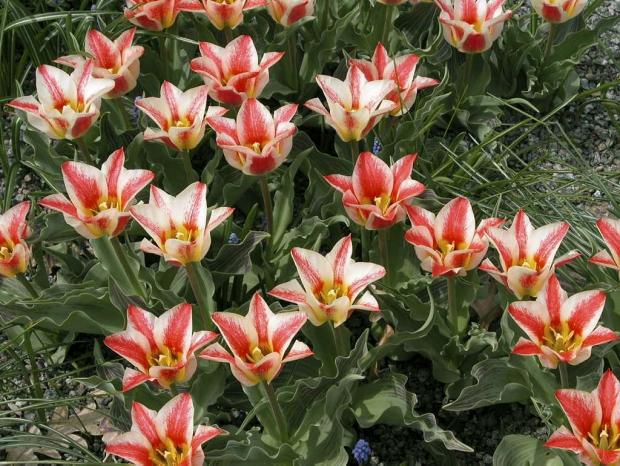 Tulipa 'Pinocchio'