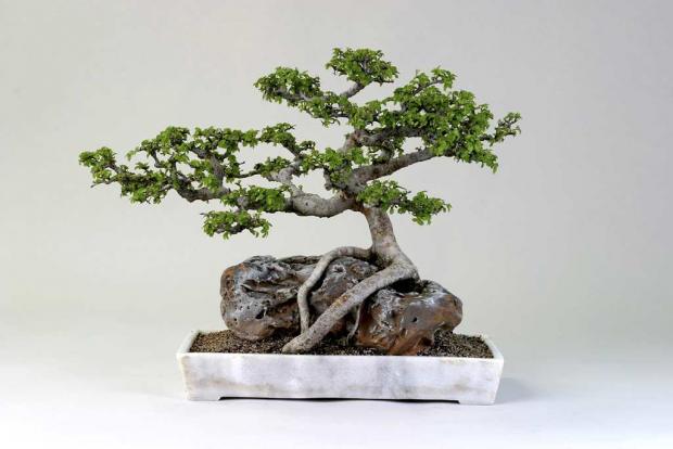 Ulmus parvifolia