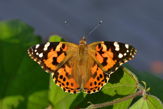 Vanessa cardui