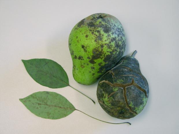 Venturia pirina