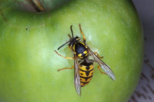 Vespula germanica, Québec, Canada.