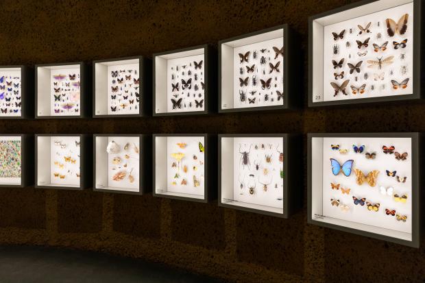 Insectes naturalisés au Dôme de l'Insectarium.