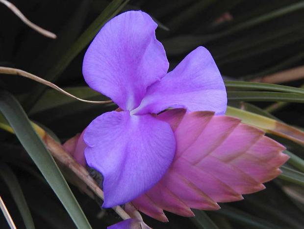 Vriesea