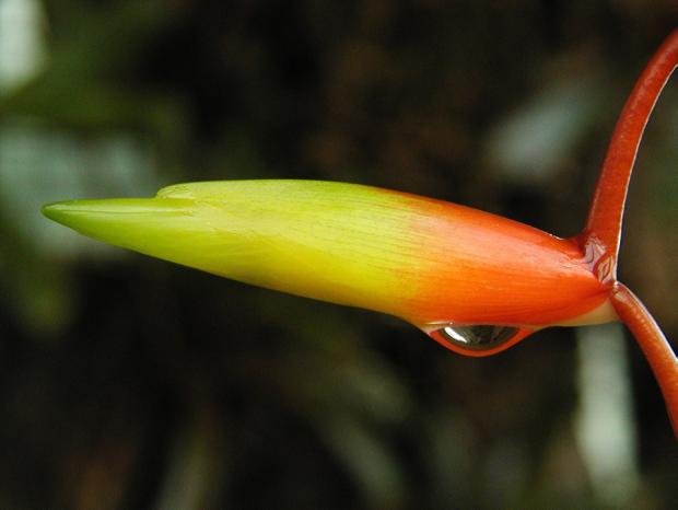Vriesea scalaris 'Rubra'