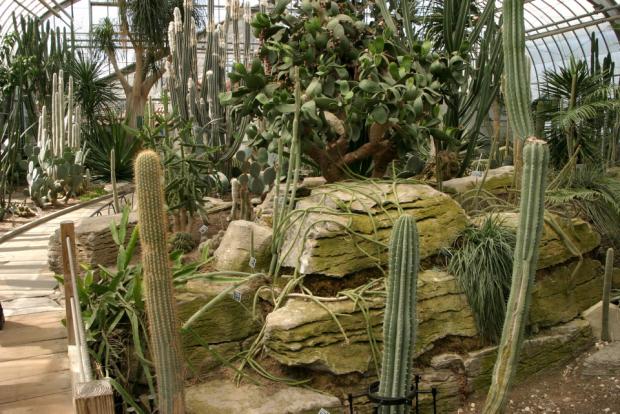 The collection of cacti in the Arid Regions Conservatory.