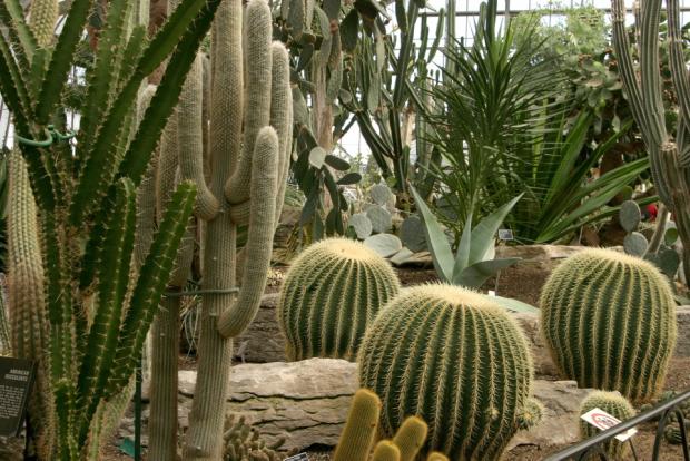 La collection des cactacées à la Serre de régions arides.