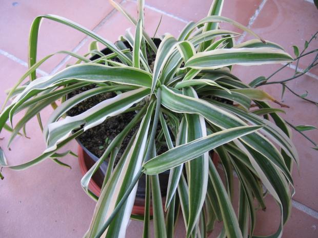 chlorophytum comosum 'Variegatum'