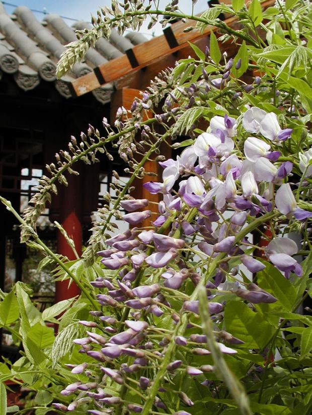 Wisteria floribunda 'Lawrence'.