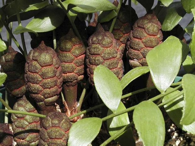 Zamia kickxii