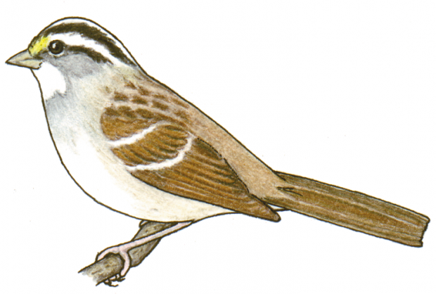 Zonotrichia albicollis