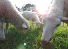 Des moutons en résidence au Jardin botanique!