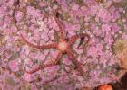 Daisy brittle star on a rock.