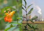 Deux découvertes du Jardin botanique parmi les dix plus importantes de 2021