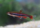 Golden pencilfish