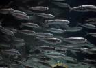Atlantic herrings (Clupea harengus)