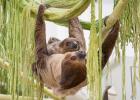Mother sloth and offspring
