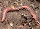 Earthworm, Québec, Canada.