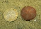 A common sand dollar living next to the endoskeleton of a dollar.