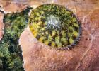Tortoiseshell limpet on a substrate  