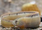  Pholis gunnellus
