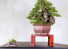 An Impressive Bonsai for the Botanical Garden 