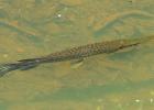 A tropical gar