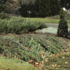 Winter protection branch