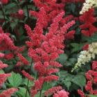 Astilbe cv.