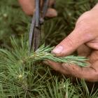 Technique horticole