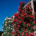 Rosa 'Dortmund' 