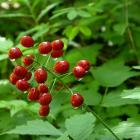 Actaea rubra