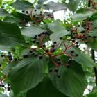 Cornus alternifolia