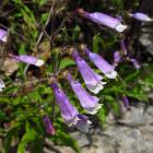Penstemon hirsutus