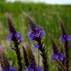 Verbena hastata