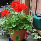 Geranium en pot