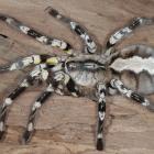 Poecilotheria regalis.