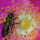 Insecte du genre Agapostemon.