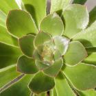Succulent plant (<em>Aeonium rubrolineatum</em>)