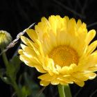 Calendula officinalis