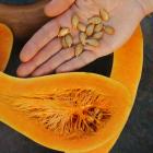Cucurbita moschata &#039;Trombocino&#039;