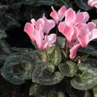 Cyclamen