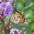 Danaus plexippus.