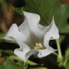 Datura stramonium